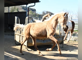 PRE Mestizo, Yegua, 1 año