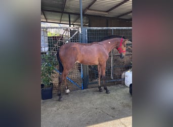 PRE, Yegua, 1 año, Castaño