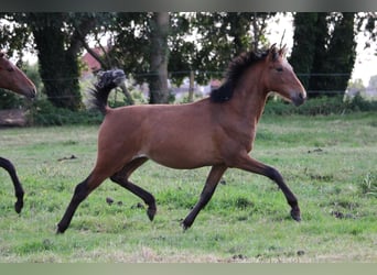 PRE Mestizo, Yegua, 1 año, Castaño