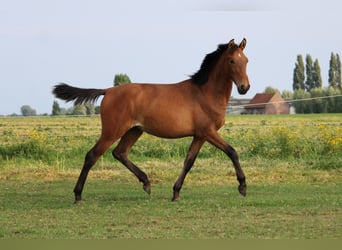 PRE Mestizo, Yegua, 1 año, Castaño