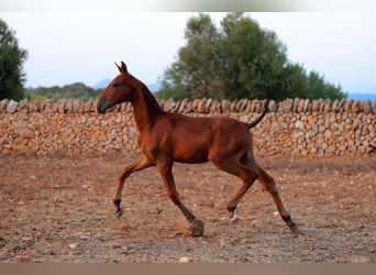 PRE Mestizo, Yegua, 1 año, Castaño rojizo