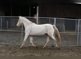 PRE Mestizo, Yegua, 1 año, Cremello