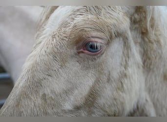 PRE Mestizo, Yegua, 1 año, Cremello