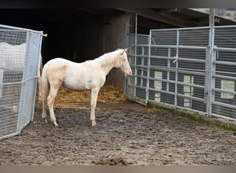 PRE Mestizo, Yegua, 1 año, Cremello