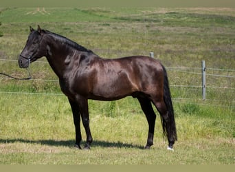 PRE Mestizo, Yegua, 1 año, Negro