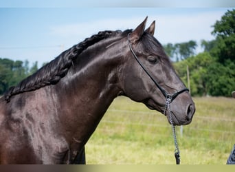 PRE Mestizo, Yegua, 1 año, Negro