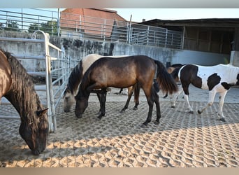 PRE, Yegua, 1 año, Negro