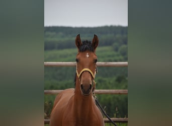PRE Mestizo, Yegua, 1 año, Perla