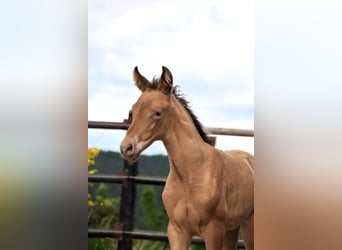 PRE Mestizo, Yegua, 1 año, Perla