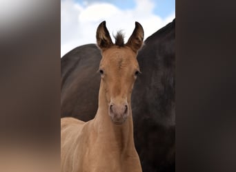 PRE Mestizo, Yegua, 1 año, Perla