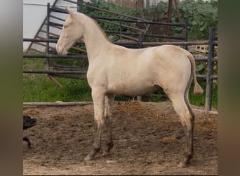 PRE, Yegua, 1 año, Perlino