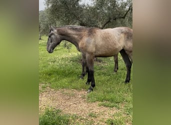 PRE, Yegua, 1 año, Tordo