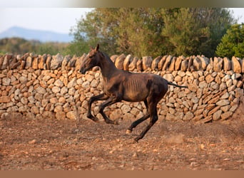 PRE Mestizo, Yegua, 1 año, Tordo