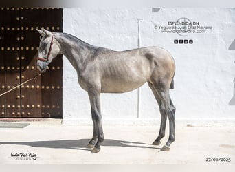 PRE Mestizo, Yegua, 1 año, Tordo picazo