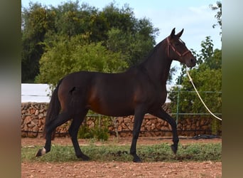 PRE, Yegua, 20 años, 158 cm, Castaño