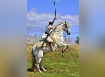 PRE, Yegua, 23 años, 155 cm, White/Blanco