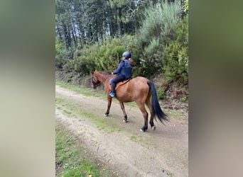 PRE Mestizo, Yegua, 26 años, 160 cm, Castaño rojizo