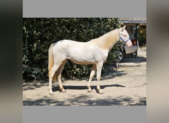 PRE Mestizo, Yegua, 2 años, 129 cm, Perlino