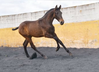PRE, Yegua, 2 años, 147 cm, Bayo