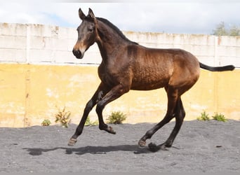PRE, Yegua, 2 años, 147 cm, Bayo