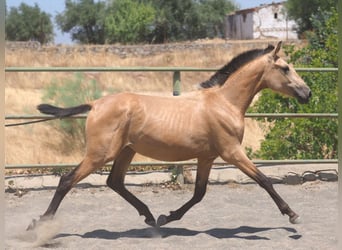 PRE Mestizo, Yegua, 2 años, 150 cm, Bayo