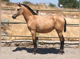PRE Mestizo, Yegua, 2 años, 150 cm, Bayo
