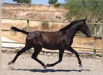 PRE Mestizo, Yegua, 2 años, 150 cm, Negro