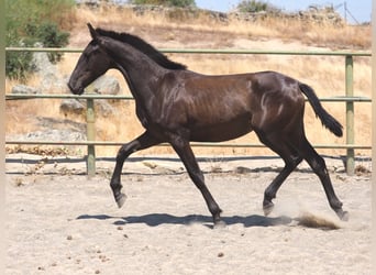 PRE Mestizo, Yegua, 2 años, 150 cm, Negro