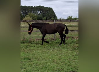 PRE Mestizo, Yegua, 2 años, 150 cm, Negro