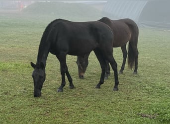 PRE Mestizo, Yegua, 2 años, 150 cm, Negro