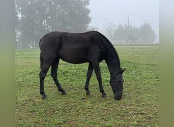 PRE Mestizo, Yegua, 2 años, 150 cm, Negro