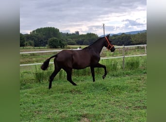 PRE Mestizo, Yegua, 2 años, 150 cm, Negro