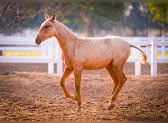 PRE Mestizo, Yegua, 2 años, 150 cm, Palomino