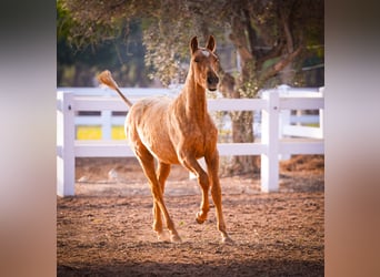 PRE Mestizo, Yegua, 2 años, 150 cm, Palomino