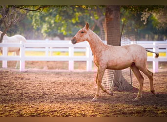 PRE Mestizo, Yegua, 2 años, 150 cm, Palomino