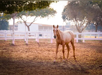 PRE Mestizo, Yegua, 2 años, 150 cm, Palomino