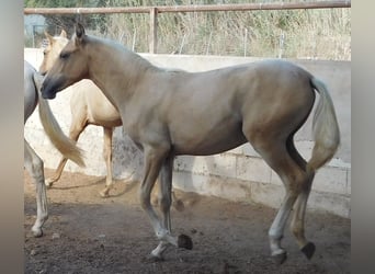 PRE, Yegua, 2 años, 150 cm, Palomino