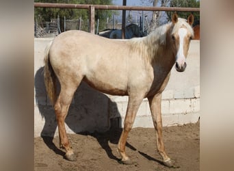 PRE, Yegua, 2 años, 150 cm, Palomino