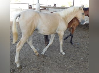 PRE, Yegua, 2 años, 150 cm, Palomino