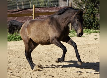 PRE Mestizo, Yegua, 2 años, 150 cm, Tordo