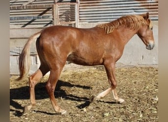 PRE, Yegua, 2 años, 154 cm, Alazán