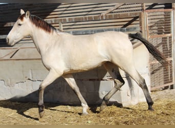 PRE, Yegua, 2 años, 154 cm, Bayo