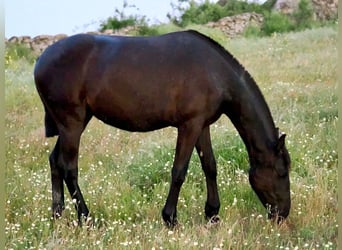 PRE Mestizo, Yegua, 2 años, 154 cm, Negro