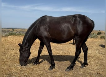 PRE Mestizo, Yegua, 2 años, 154 cm, Negro