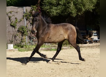 PRE, Yegua, 2 años, 154 cm, Tordo
