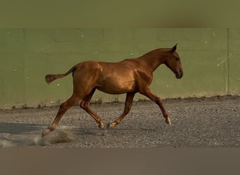 PRE, Yegua, 2 años, 155 cm, Alazán