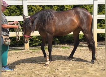 PRE Mestizo, Yegua, 2 años, 155 cm, Castaño