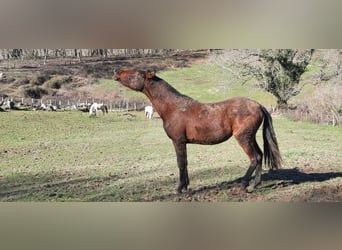 PRE, Yegua, 2 años, 155 cm, Castaño oscuro