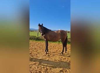 PRE Mestizo, Yegua, 2 años, 155 cm, Musgo marrón