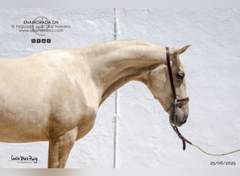 PRE, Yegua, 2 años, 156 cm, Palomino